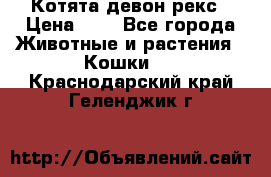 Котята девон рекс › Цена ­ 1 - Все города Животные и растения » Кошки   . Краснодарский край,Геленджик г.